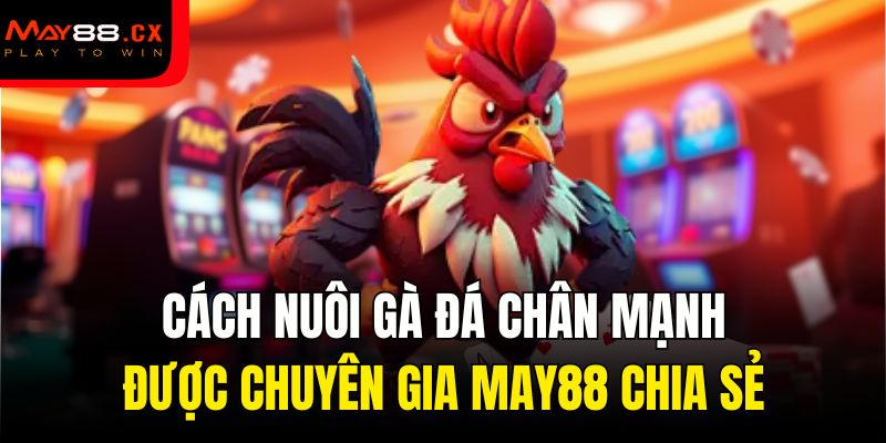 cách nuôi gà đá chân mạnh