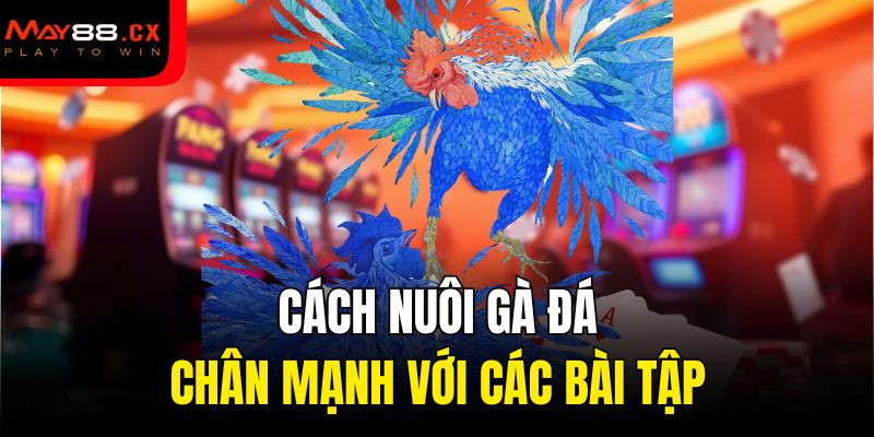 Cách nuôi gà đá chân mạnh với các bài tập