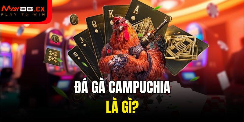 Đá gà Campuchia là gì?