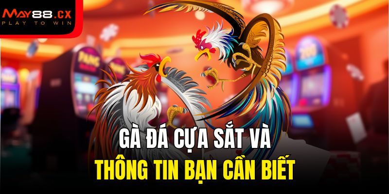 Gà đá cựa sắt và thông tin bạn cần biết